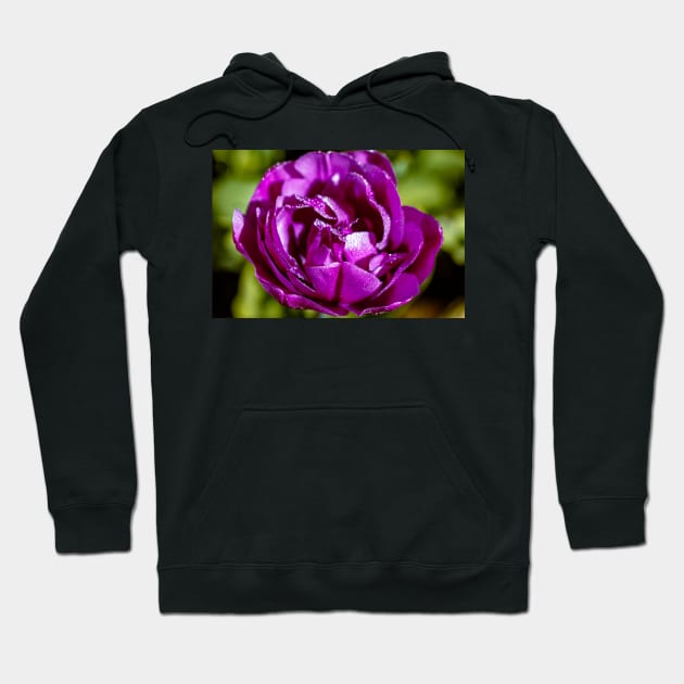 Beautiful purple tulip Hoodie by blossomcophoto